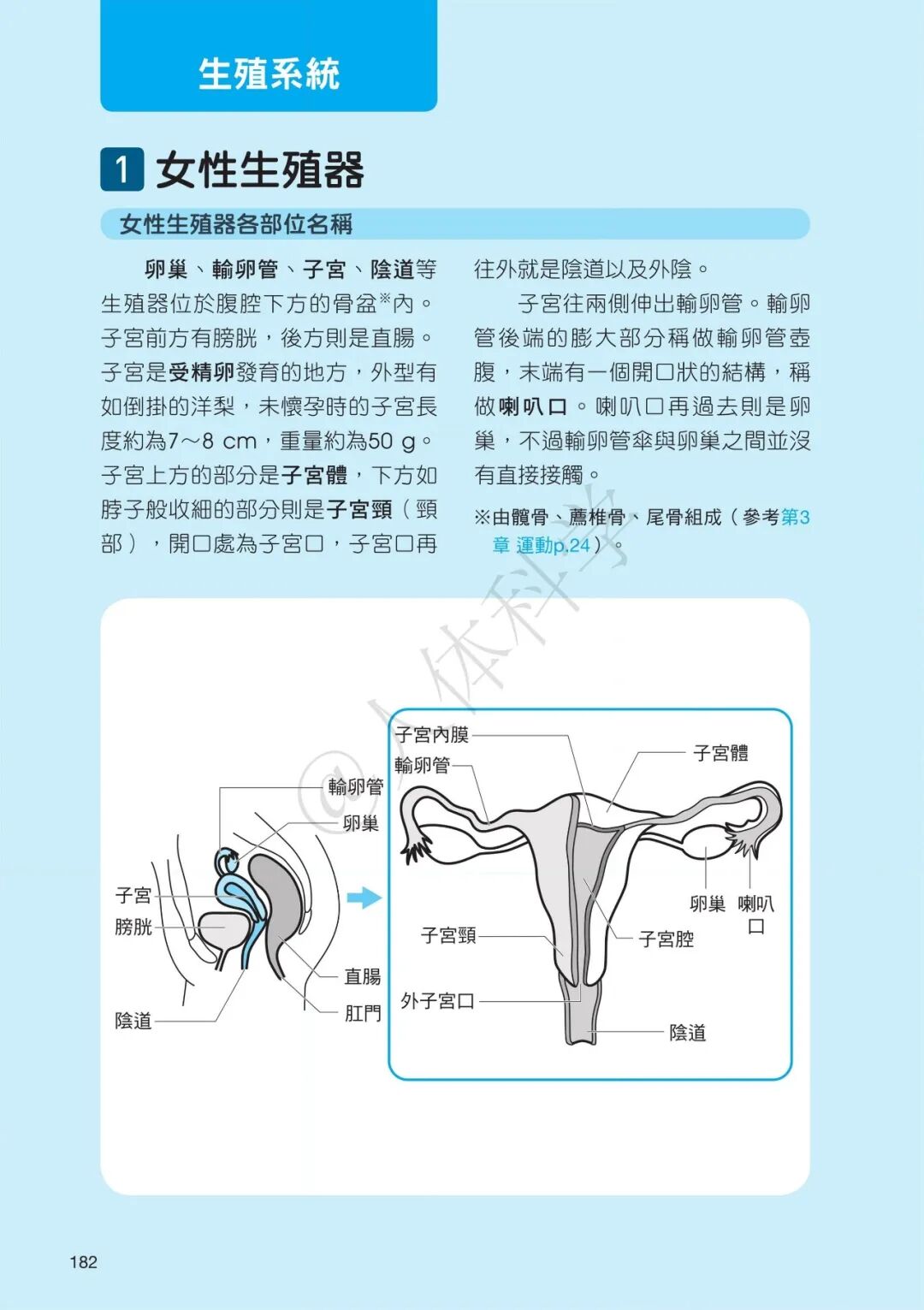 【生殖系統】男性女性生殖器運作原理,原來新生命是這樣「接力」誕生的!