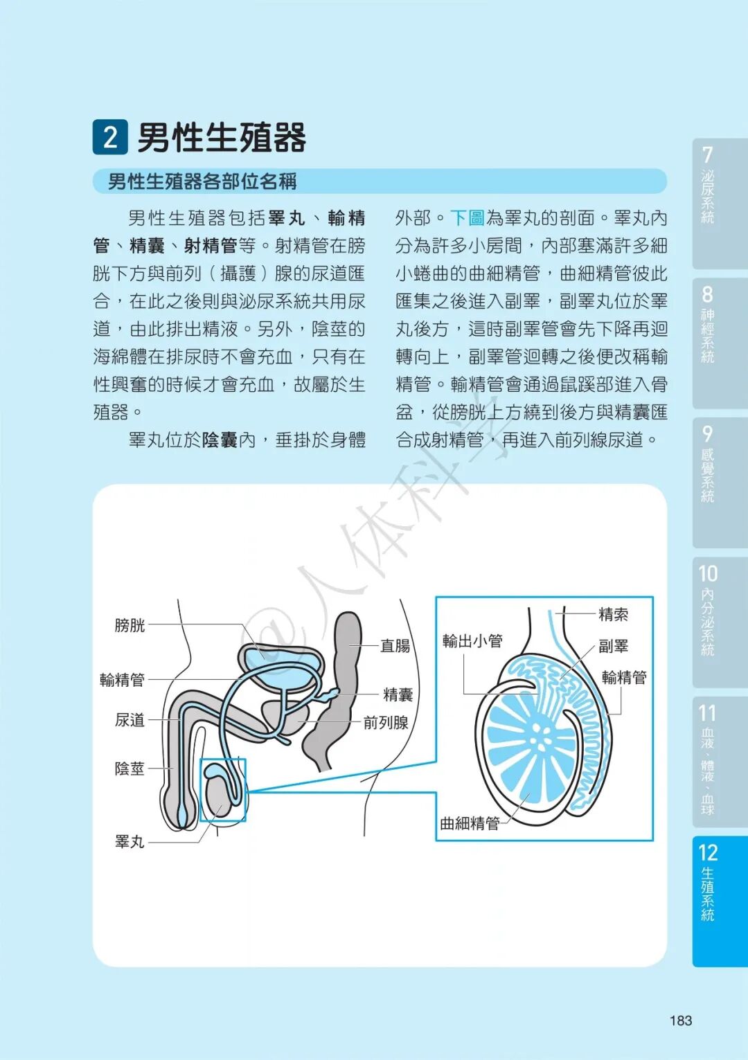 【生殖系統】男性女性生殖器運作原理,原來新生命是這樣「接力」誕生的!