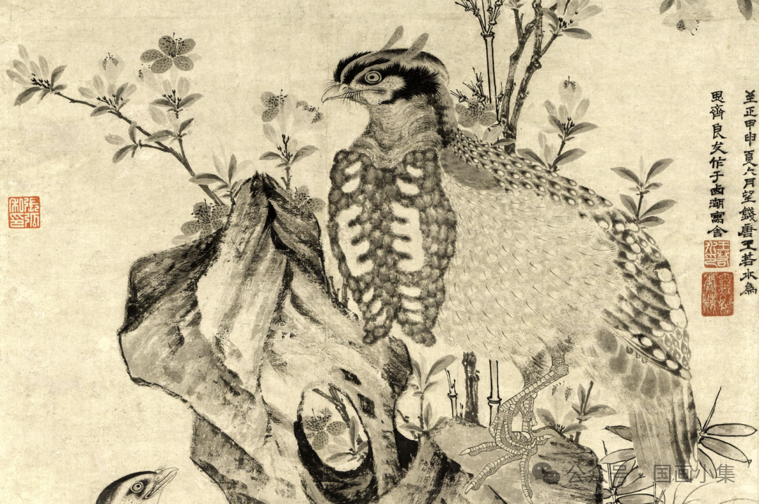 一直以为是古人乱画的，原来元代画作里真有黄腹角雉！太扯了必看